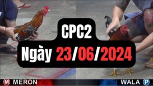Đá gà thomo CPC2 23-06-2024