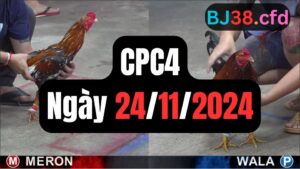 Đá gà thomo CPC4 24-11-2024